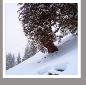 ColdRoots1