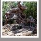 OliveTree3