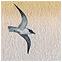 Seagull