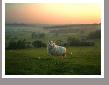 Sheep1