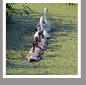 Swans1