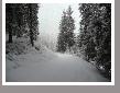 WhisperSnow1